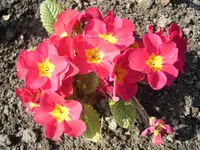 Fairy Primrose (Primula malacoides) plant