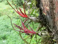 Tillandsia bulbosa outdoor