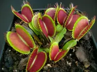 Venus flytrap
