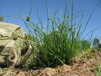 knob sedge (Carex inversa) plant