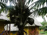 Ecuadorian Tagua Palm