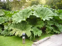 Giant rhubarb