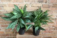 Aglaonema 'Maria' in pot