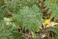 drooping filmy fern (Hymenophyllum demissum) plant