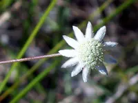 Lesser Flannel Flower