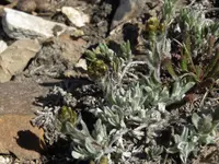 Rocky Mountain pussytoes (Antennaria media) plant