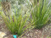New Mexico false yucca