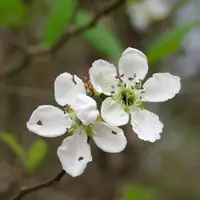 riverflat hawthorn