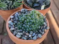 Haworthia cooperi small