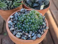Haworthia cooperi small