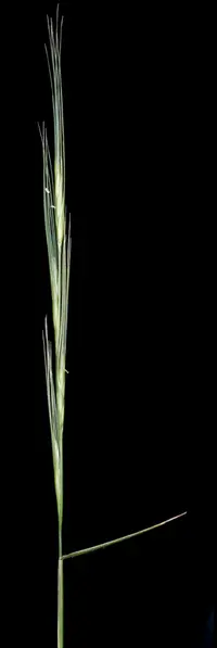 Blue Wheat Grass