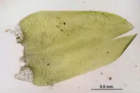 calliergonella moss