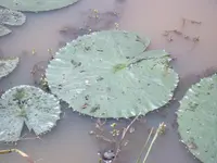 Star Bladderwort