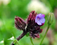 Cretan Alkanet (Anchusa cretica) plant