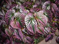 Begonia brevirimosa