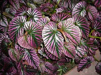 Begonia brevirimosa