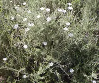 Apache plume (Fallugia paradoxa) plant