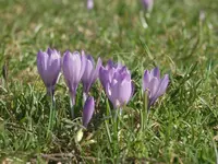 dutch crocus