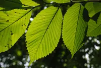 slippery elm (Ulmus rubra) plant