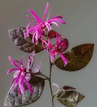 Chinese fringe flower
