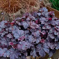 Coral Bells