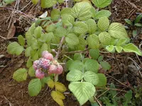 snowpeaks raspberry (Rubus niveus) plant