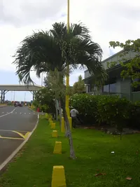 Manila palm