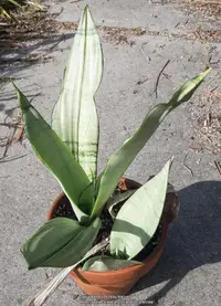 Snake Plant