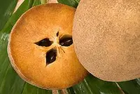 sapodilla (Manilkara zapota) plant