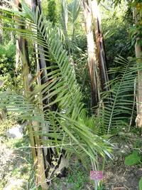 Golden wax palm