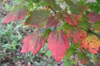 mountain maple