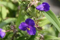Spiderwort