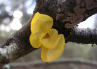 witch's butter
