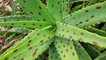 Leaf spot