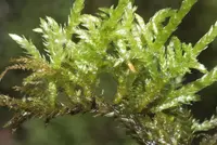 brachythecium moss