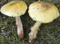 Yellow American Blusher (Amanita flavorubens) plant