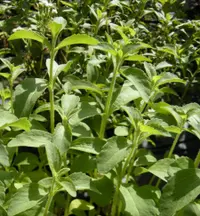 candyleaf (Stevia rebaudiana) plant