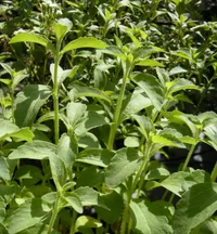 candyleaf (Stevia rebaudiana) plant