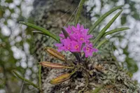 Holcoglossum pumilum