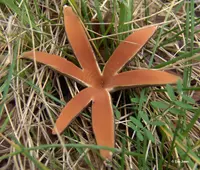 Texas Star
