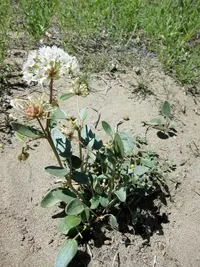 fragrant white sand verbena (Abronia elliptica) plant
