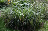 pendulous sedge