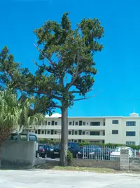 Bermuda Juniper