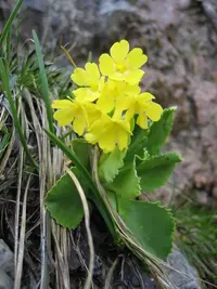 Bear's ear