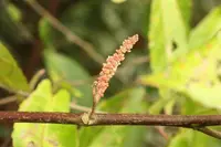 Acalypha integrifolia