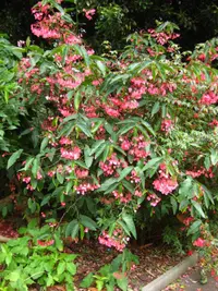 Scarlet begonia