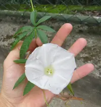 Alamo vine (Distimake dissectus) plant