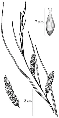 shoreline sedge (Carex hyalinolepis) plant