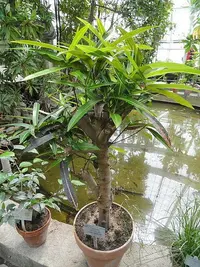 garden croton