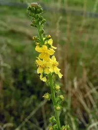 Agrimony